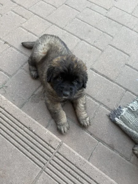 Štěňátka leonbergerů