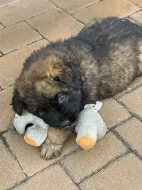Štěňátka leonbergerů