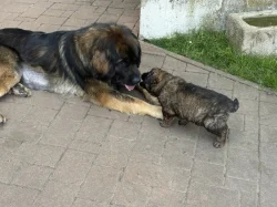 Štěňátka leonbergerů