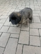 Štěňátka leonbergerů