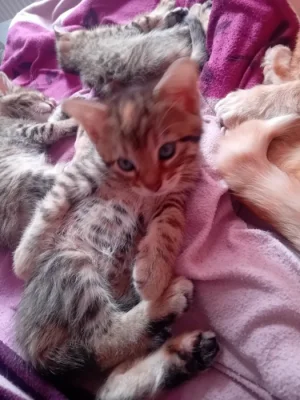 KŘÍŽENCI BENGALSKÉ KOČKY