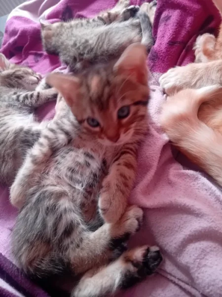KŘÍŽENCI BENGALSKÉ KOČKY