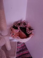KŘÍŽENCI BENGALSKÉ KOČKY