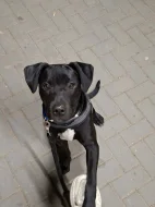 Prodám americký pitbulteriér a Křinec štěně