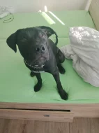 Prodám americký pitbulteriér a Křinec štěně