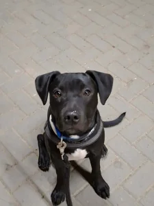 Prodám americký pitbulteriér a Křinec  štěně