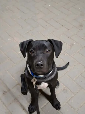 Prodám americký pitbulteriér a Křinec  štěně