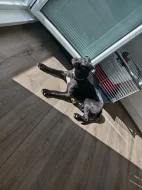 Prodám americký pitbulteriér a Křinec štěně