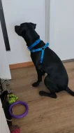 Prodám americký pitbulteriér a Křinec štěně