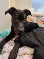 Prodám americký pitbulteriér a Křinec štěně
