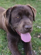 11 měsíční čokoládový labrador s PP hledá nový domov