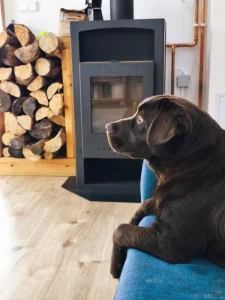11 měsíční čokoládový labrador s PP hledá nový domov