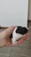 Daruji odchovaného samečka