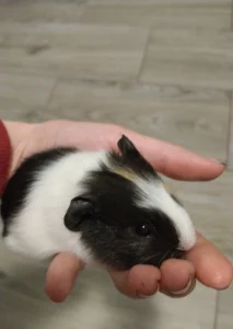 Daruji odchovaného samečka