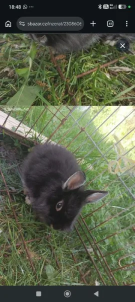 Zakrslí králíčci