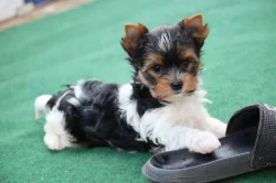 Biewer jorkšír terier s PP FCI