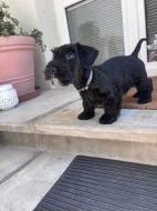 Český teriér