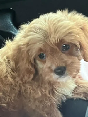 Cavapoo
