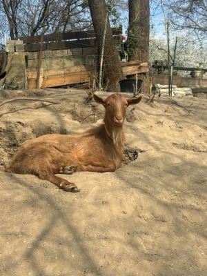 Kozel, koza, kůzlata