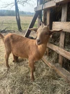 Kozel, koza, kůzlata