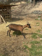 Kozel, koza, kůzlata