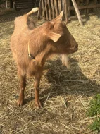 Kozel, koza, kůzlata