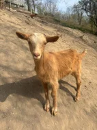 Kozel, koza, kůzlata