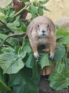 Psoun prériový (Cynomys ludovicianus)