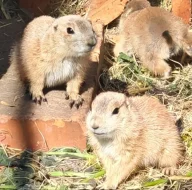 Psoun prériový (Cynomys ludovicianus)