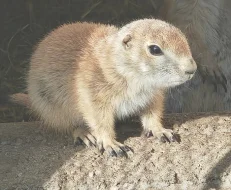 Psoun prériový (Cynomys ludovicianus)