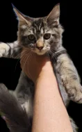 koťata bez PP
