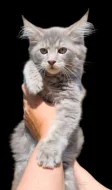 koťata bez PP