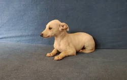 Whippet /Vipet/ - prodám štěňata bez pp