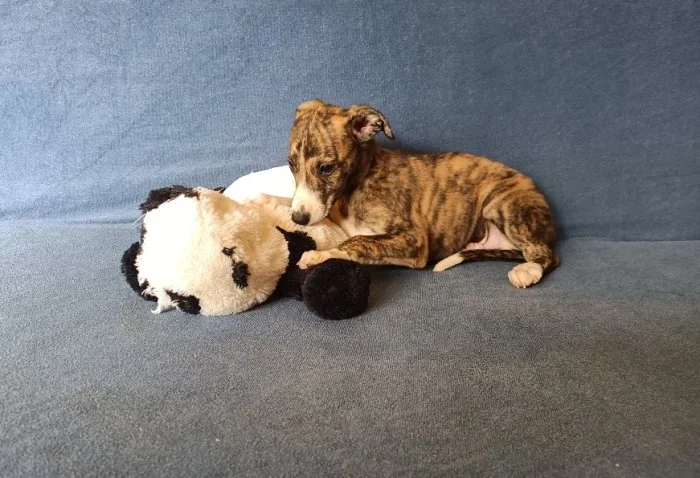 Whippet /Vipet/ - prodám štěňata bez pp
