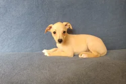 Whippet /Vipet/ - prodám štěňata bez pp