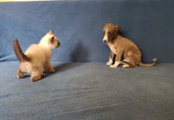 Whippet /Vipet/ - prodám štěňata bez pp