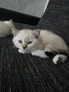 Skotské klapouche koťata
