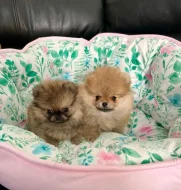 POMERANIAN fenečky