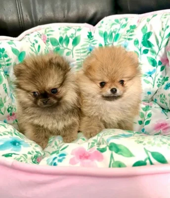 POMERANIAN fenečky