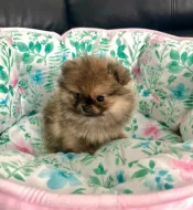 POMERANIAN fenečky
