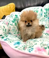 POMERANIAN fenečky