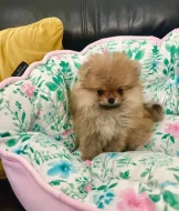 POMERANIAN fenečky