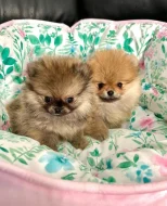 POMERANIAN fenečky