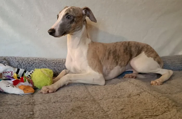 Vipet /Whippet/ - prodám pejska s pp