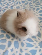 Prodám mláďata zakrslých Teddy králíčků