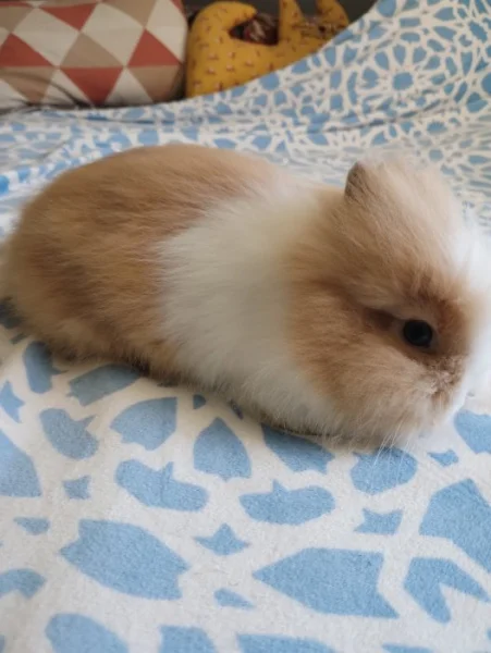 Prodám mláďata zakrslých Teddy králíčků