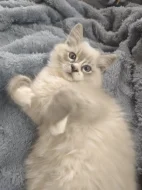 Ragdoll kocourek