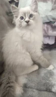 Ragdoll kocourek