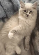 Ragdoll kocourek
