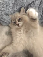Ragdoll kocourek